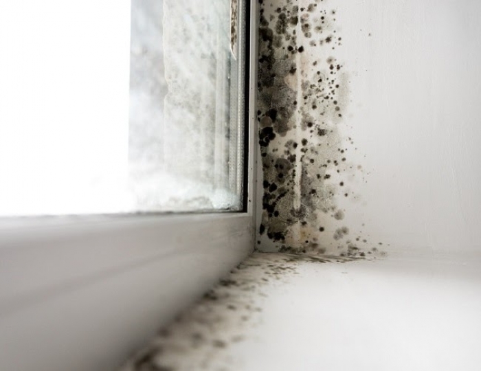 Giấy dán tường chống nước chất lượng, giá cực tốt năm 2022 2