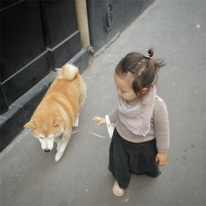 Hình ảnh chó Shiba đáng yêu và bé 3