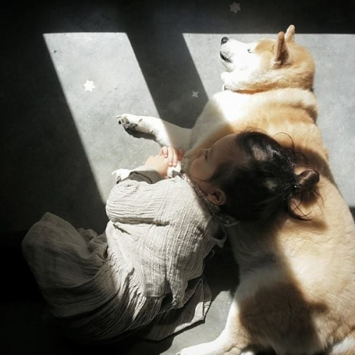 Hình ảnh chó Shiba đáng yêu và bé 5