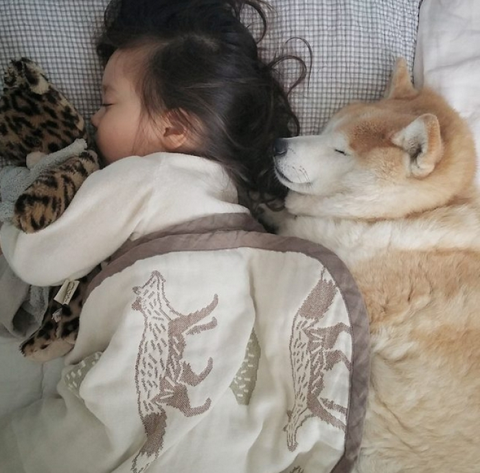 Hình ảnh chó Shiba đáng yêu và bé 12