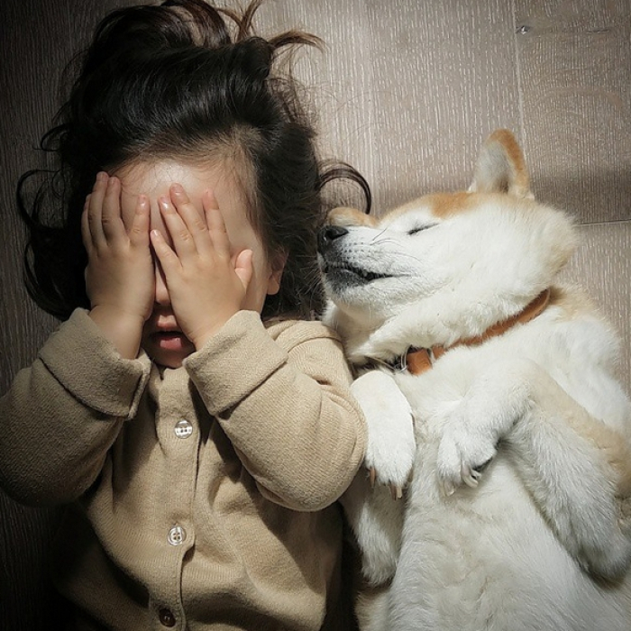 HÌnh ảnh chó Shiba đáng yêu và bé 16