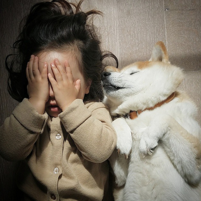 Hình ảnh chó Shiba đáng yêu và bé 16