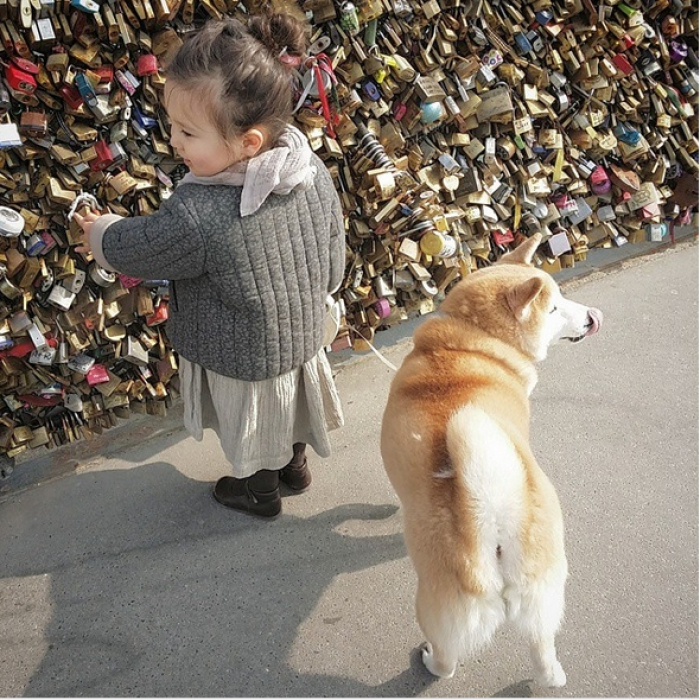 Hình ảnh chó Shiba đáng yêu và bé 14