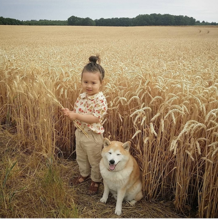 HÌnh ảnh chó Shiba đáng yêu và bé 18