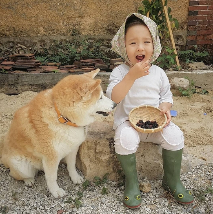 HÌnh ảnh chó Shiba đáng yêu và bé 17