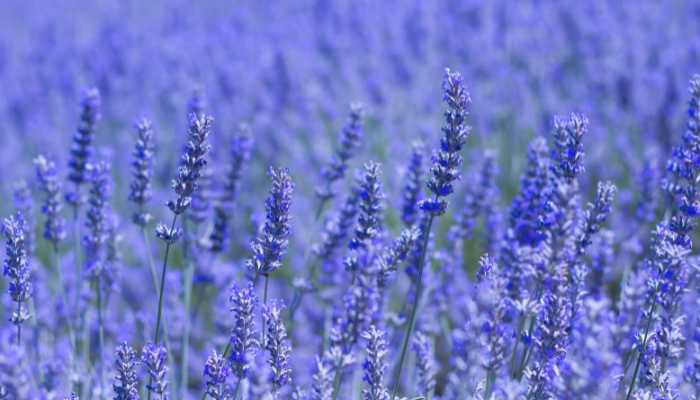 Bó hoa cưới đẹp mê hồn bằng Hoa Lavender 11