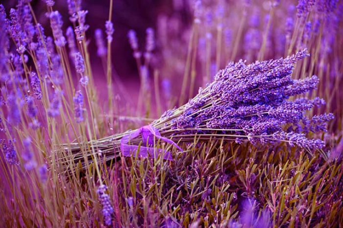 Bó hoa cưới đẹp mê hồn bằng Hoa Lavender 12