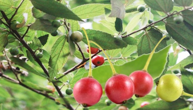 Trà lá cây trứng cá giúp giảm đau và cao huyết áp 1