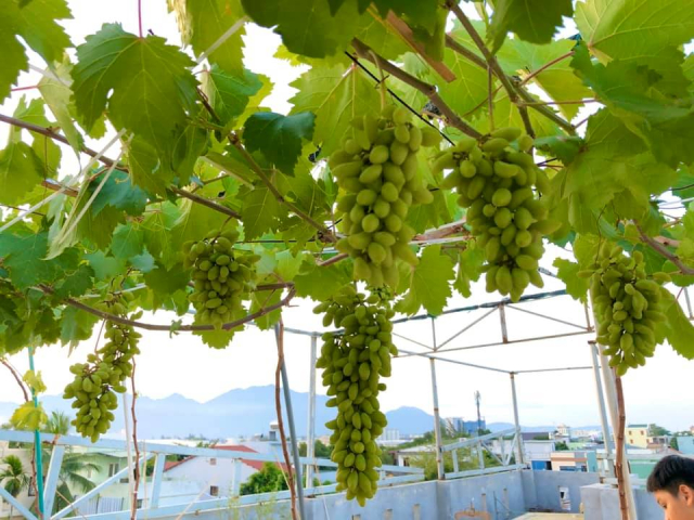 Cách trồng và chăm sóc giàn nho để ra trái tại nhà 1