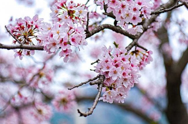 Lợi ích khi sử dụng giấy dán tường hoa anh đào 2