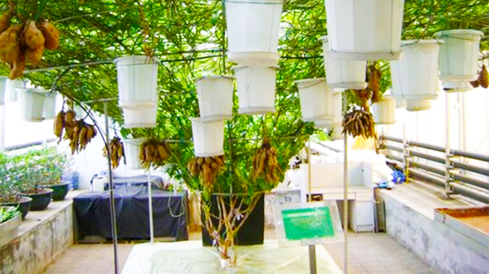 Khoai Lang trồng trên giàn lủng lẳng như Giàn Nho 1