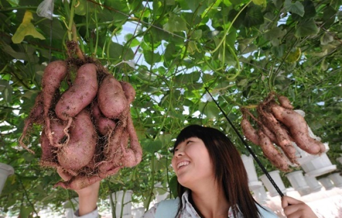 Khoai Lang trồng trên giàn lủng lẳng như Giàn Nho 2