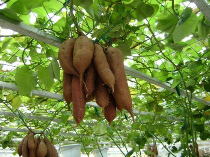 Khoai Lang trồng trên giàn lủng lẳng như Giàn Nho 3