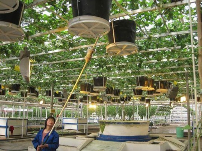 Khoai Lang trồng trên giàn lủng lẳng như Giàn Nho 4