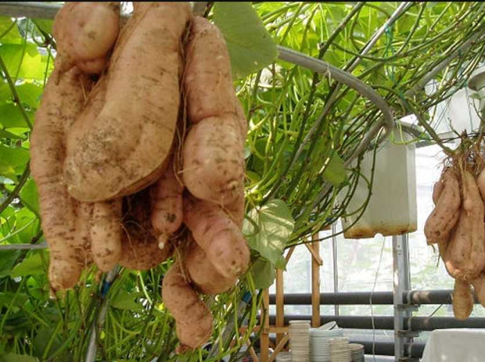 Khoai Lang trồng trên giàn lủng lẳng như Giàn Nho 6