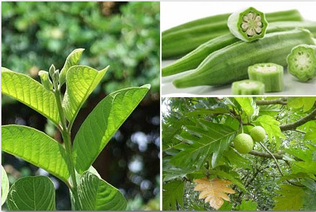 4 bài thuốc chữa bệnh gút hiệu quả nhất