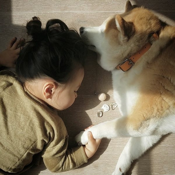 HÌnh ảnh đáng yêu của bé và chú chó Shiba
