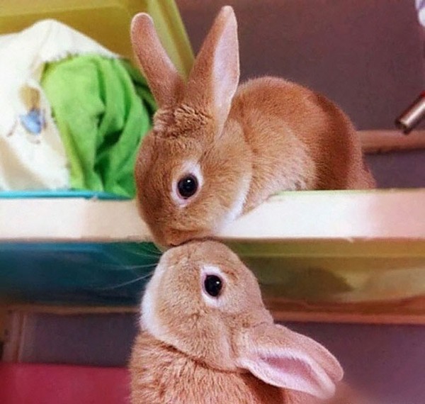 Những hình ảnh thỏ con đáng yêu hết mức